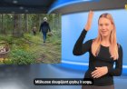 Grybavimo ir uogavimo sezonas - ką svarbu žinoti?