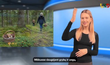 Grybavimo ir uogavimo sezonas - ką svarbu žinoti?
